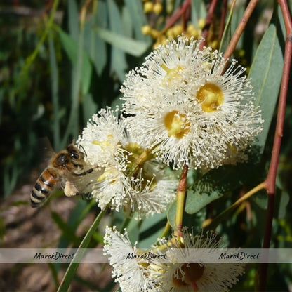 Pure Organic Raw Honey Wildflower Moroccan Unfiltered Unprocessed New Harvest