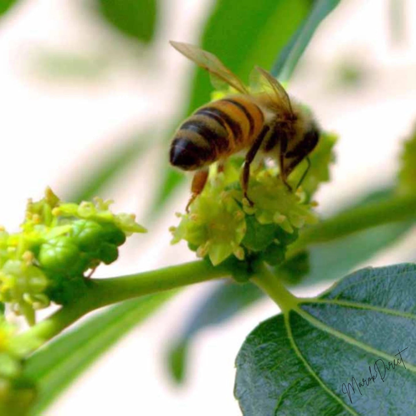 Pure Organic Raw Honey Wildflower Moroccan Unfiltered Unprocessed New Harvest