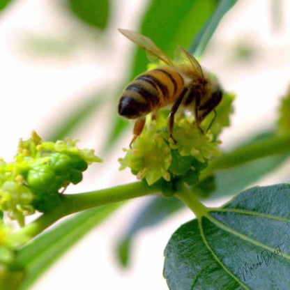 Pure Organic Raw Honey Wildflower Moroccan Unfiltered Unprocessed New Harvest