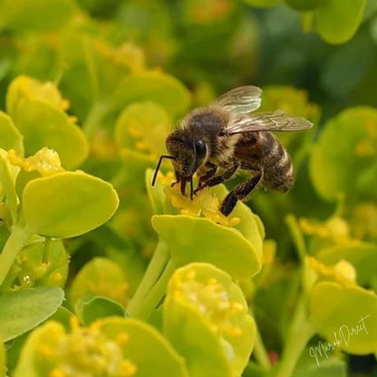 Pure Organic Raw Honey Wildflower Moroccan Unfiltered Unprocessed New Harvest
