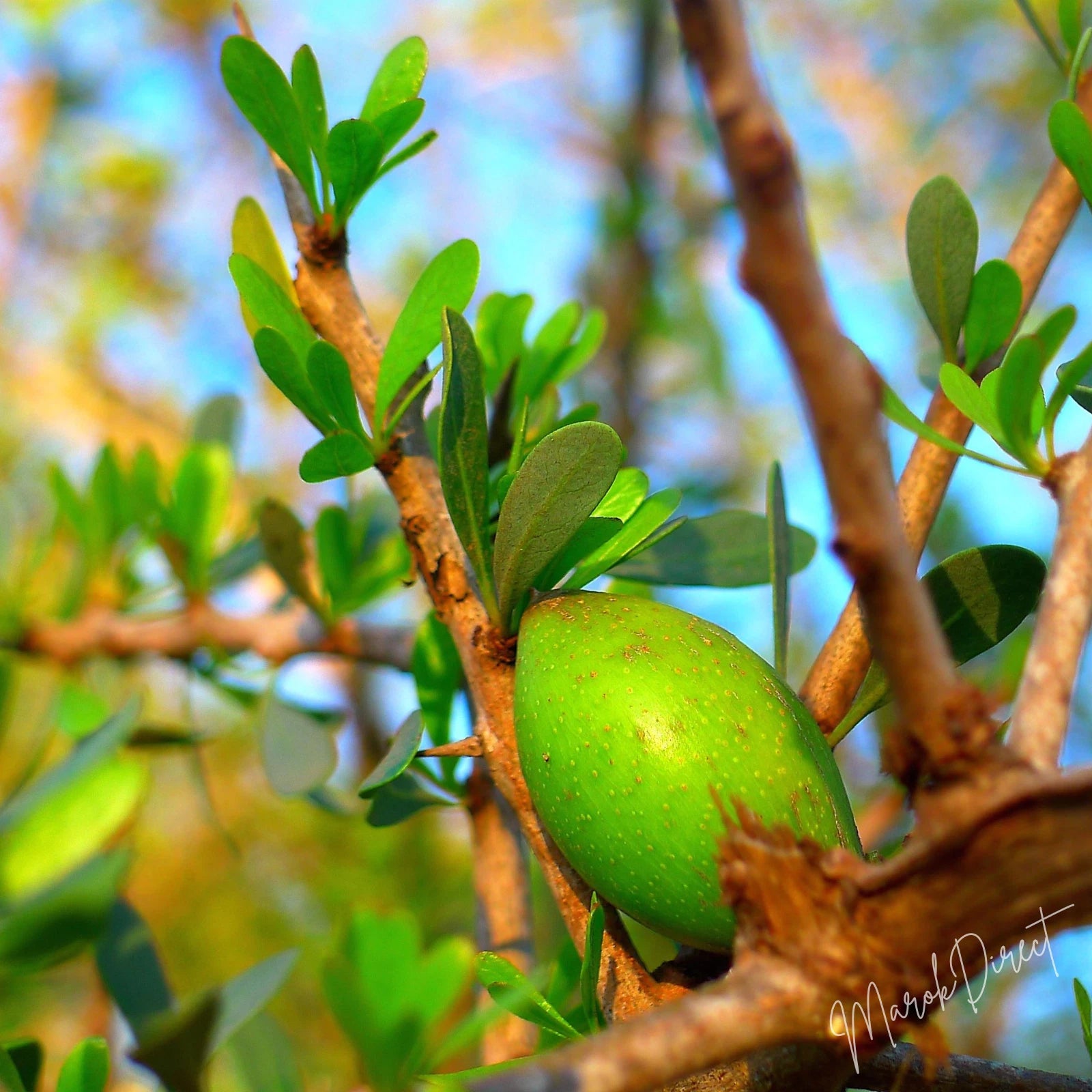 50ml Moroccan Argan Oil 100% Pure Natural Beauty Skin Hair Cold Pressed Oil